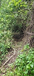 Plants: image 72 Of 208 Thumb